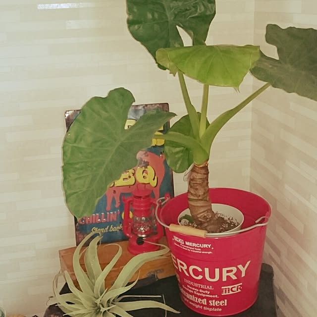 Haruminさんの実例写真