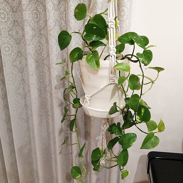 violaさんの実例写真
