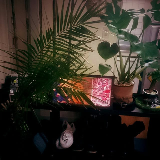 玄関/入り口/観葉植物のインテリア実例 - 2016-09-06 22:34:18
