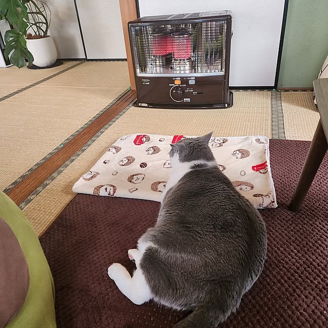 リビング/ねこと暮らす/和室/ストーブ/モンステラのインテリア実例 - 2023-12-18 09:42:45