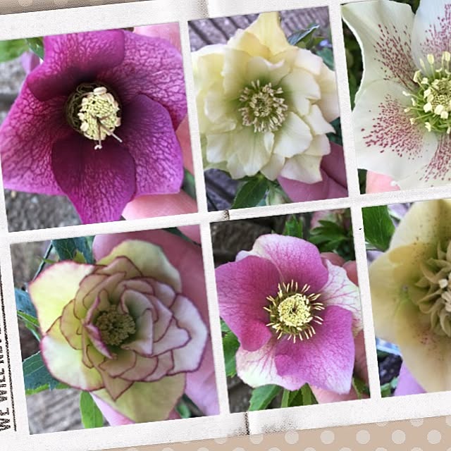 mom39さんの実例写真
