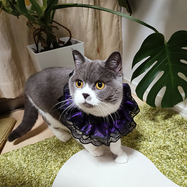 KEIKOさんの実例写真