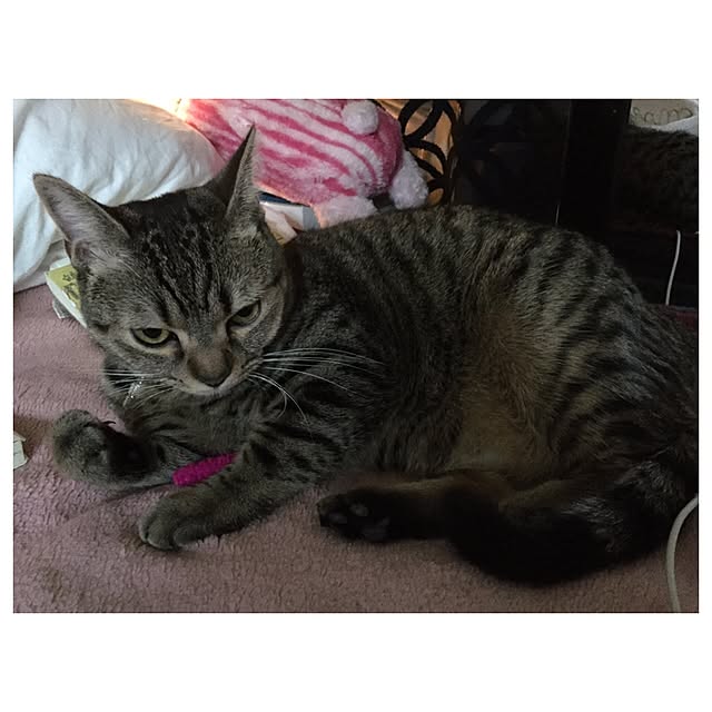 catwomanさんの実例写真