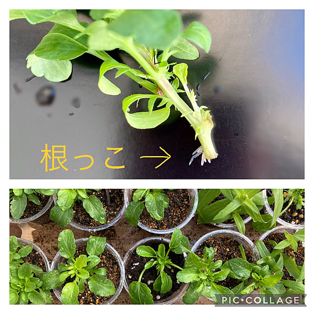 kuroさんの実例写真
