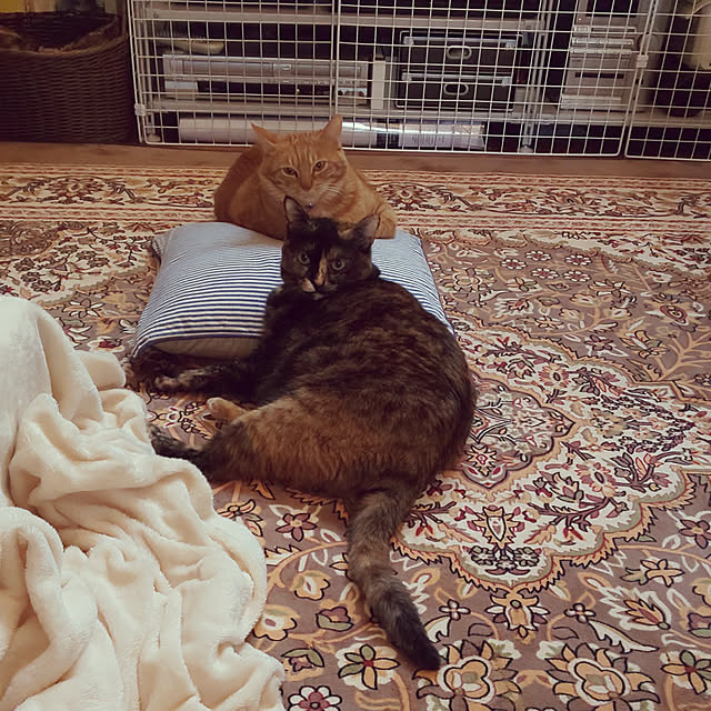 37さんの実例写真