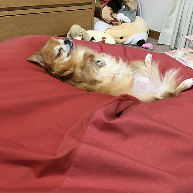 koroさんの実例写真