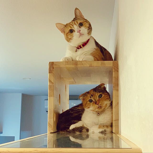 mamekinaさんの実例写真