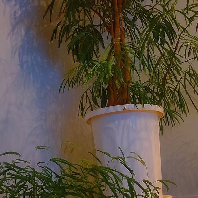 NKoさんの実例写真