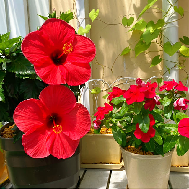 HappyRoseさんの実例写真