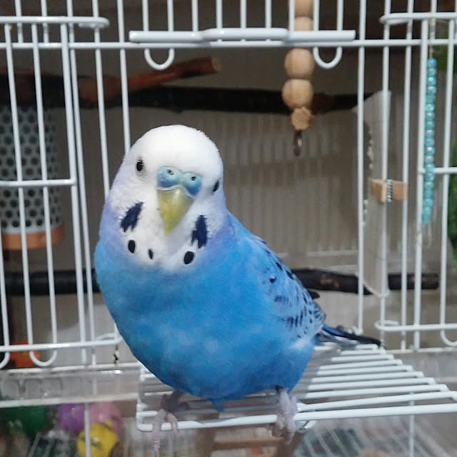 opiopiopiさんの実例写真