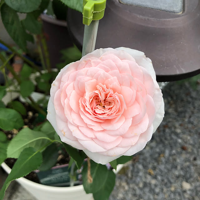 miruさんの実例写真