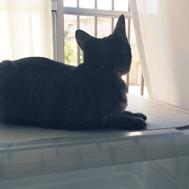futukoさんの実例写真
