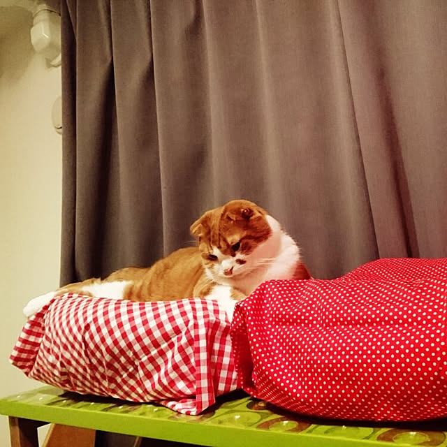 Sachiさんの実例写真