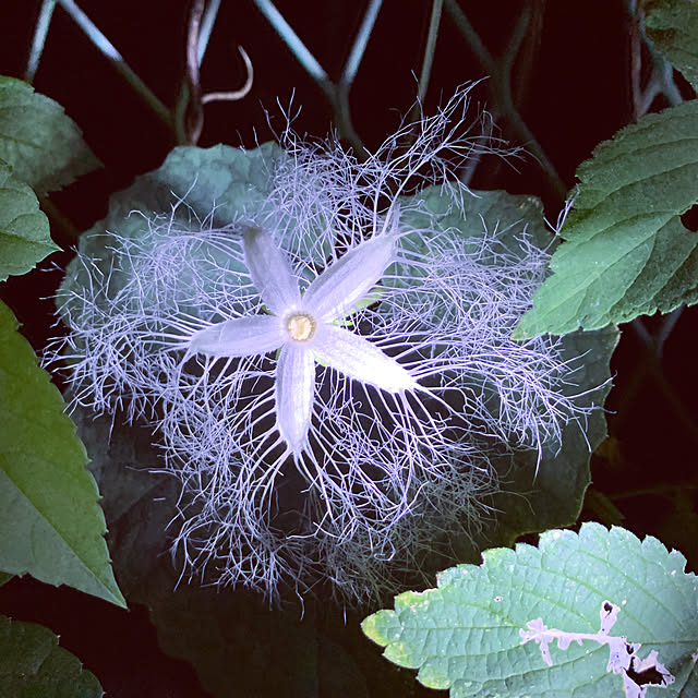 syutmmさんの実例写真