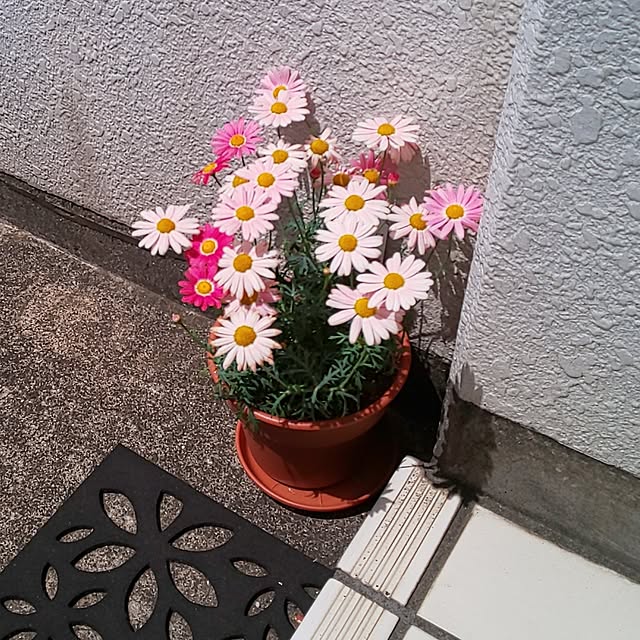 kumimmyさんの実例写真