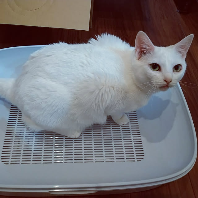 karenさんの実例写真