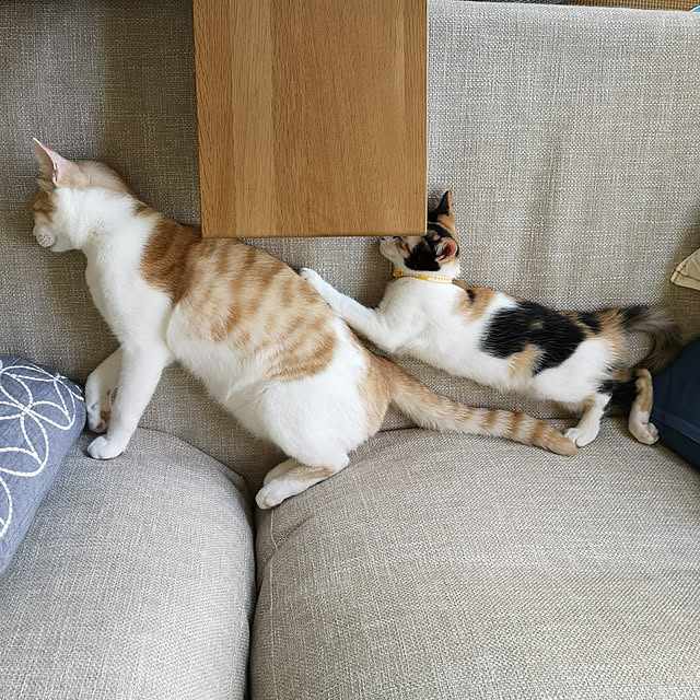 koyurizuさんの実例写真