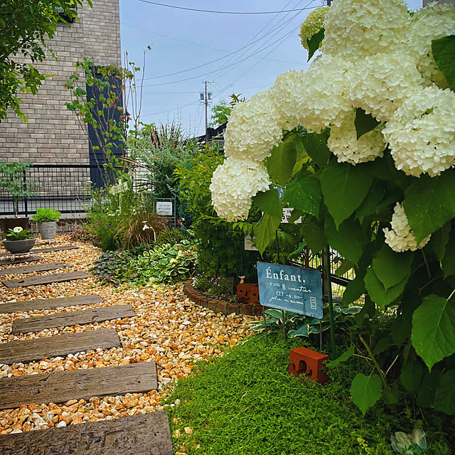 アジサイ/アナベル/記録用/花のある暮らし/植物のある暮らし...などのインテリア実例 - 2022-06-14 21:51:16