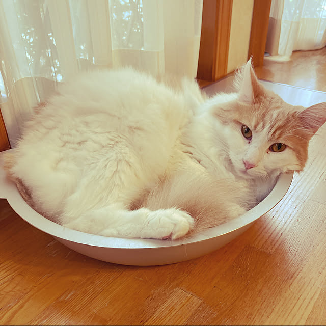 Ri-pochaさんの実例写真