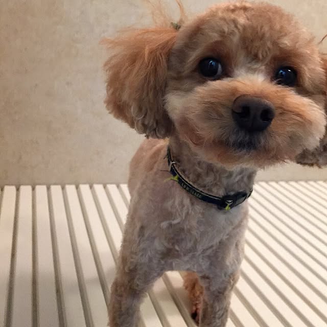 mintさんの実例写真