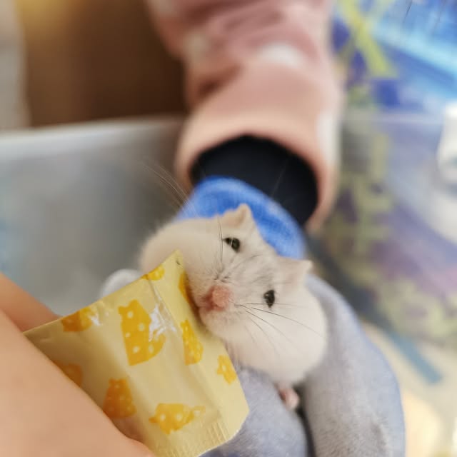 hosiさんの部屋