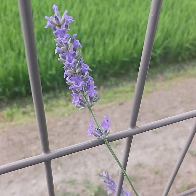 aiさんの部屋