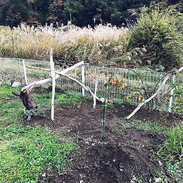 pepeさんの実例写真