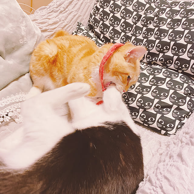 moolさんの実例写真