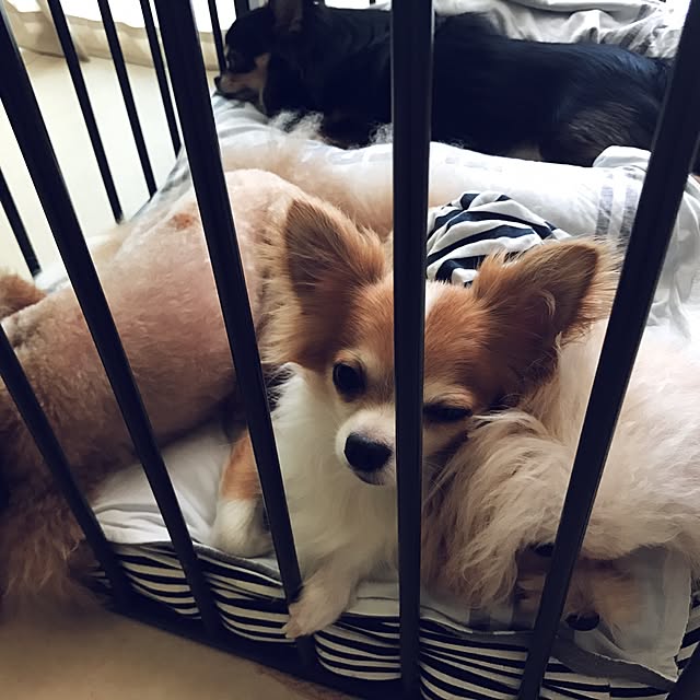 pinkittyさんの実例写真