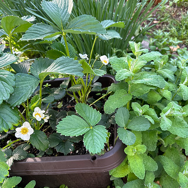 satoruさんの実例写真