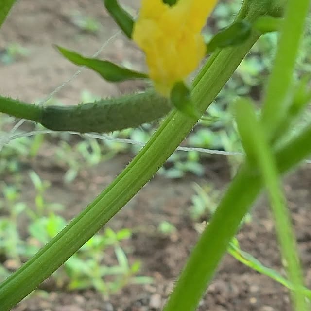 Rubiconさんの部屋