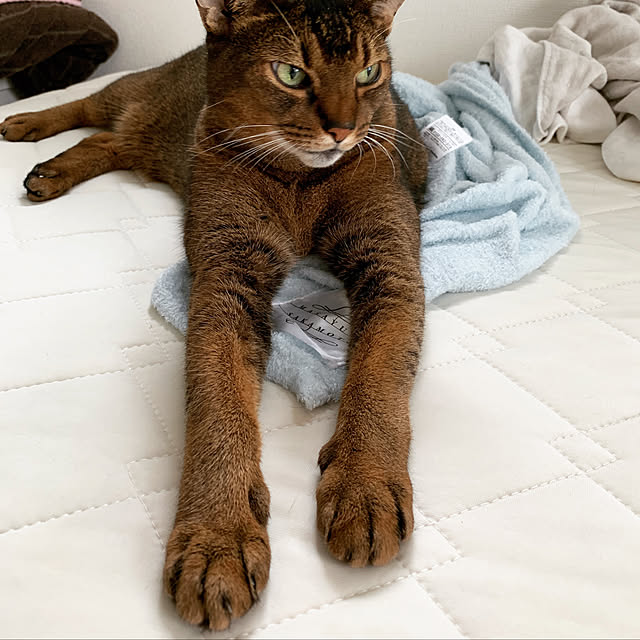 michunekoさんの実例写真