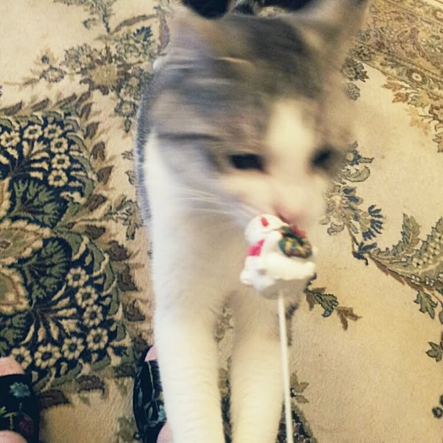 emmyyさんの実例写真