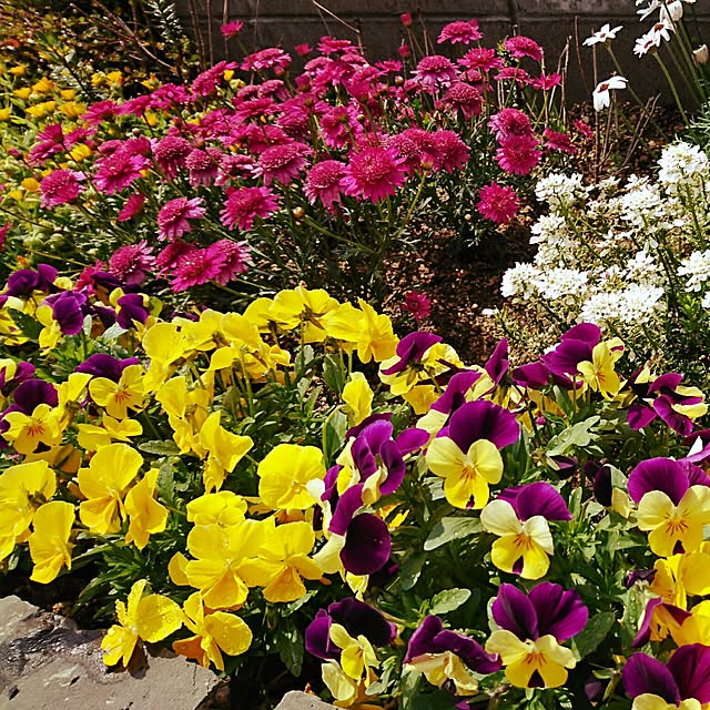 玄関/入り口/花壇/花/花壇DIY/お庭...などのインテリア実例 - 2017-04-25 13:37:51