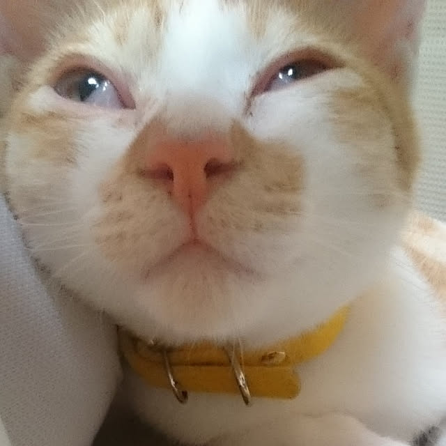 tetumuraさんの実例写真