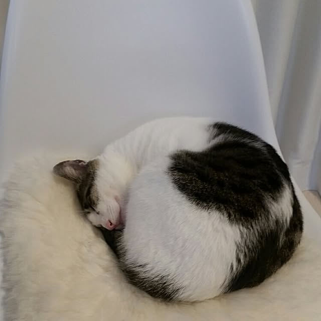 runayucoさんの実例写真