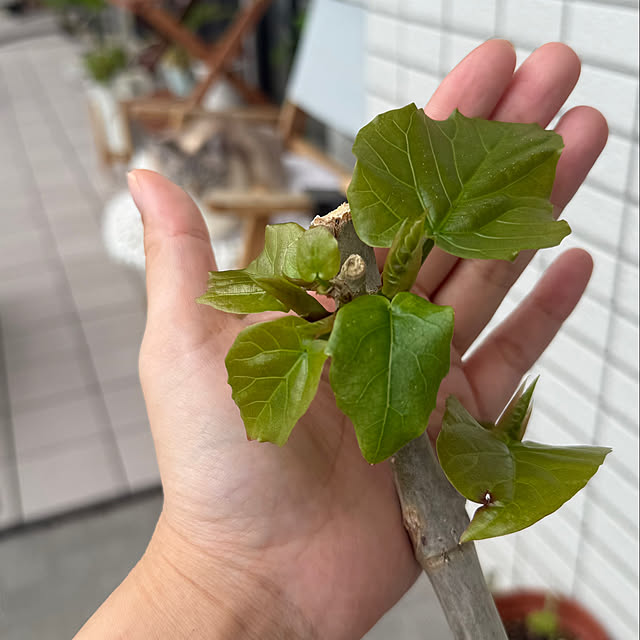 amさんの部屋