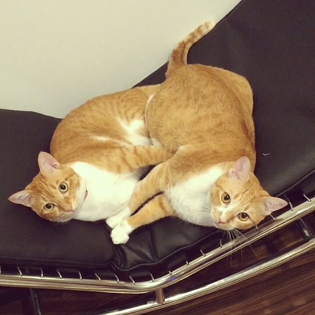 Shuichiさんの実例写真