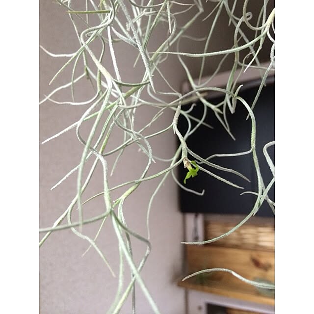 geshikoさんの実例写真