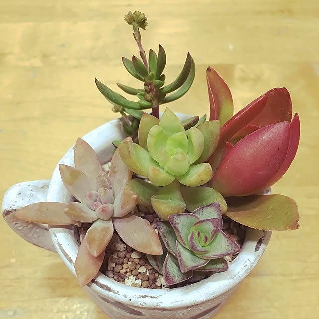 リビング/多肉植物のインテリア実例 - 2015-12-12 17:24:20