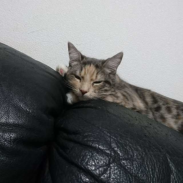 shinobuさんの実例写真