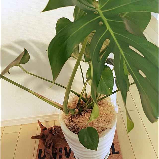 maimaiさんの実例写真