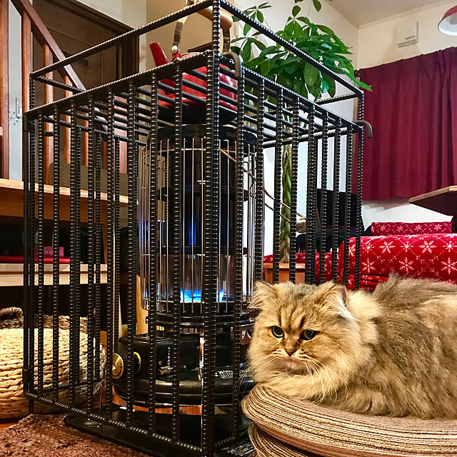 butachanさんの実例写真
