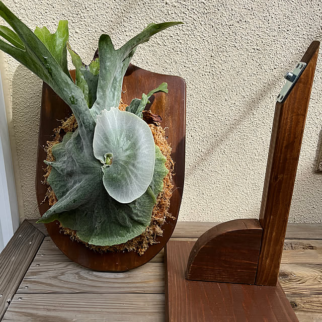 seiseiさんの部屋