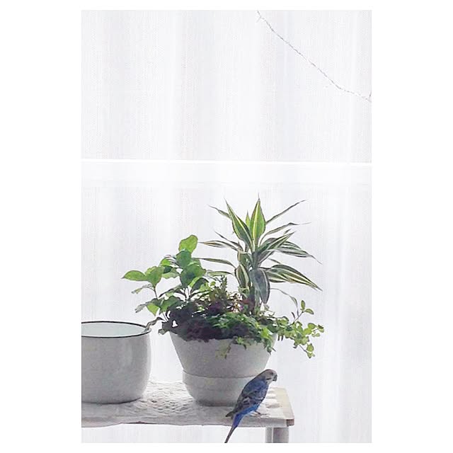 Pineさんの実例写真