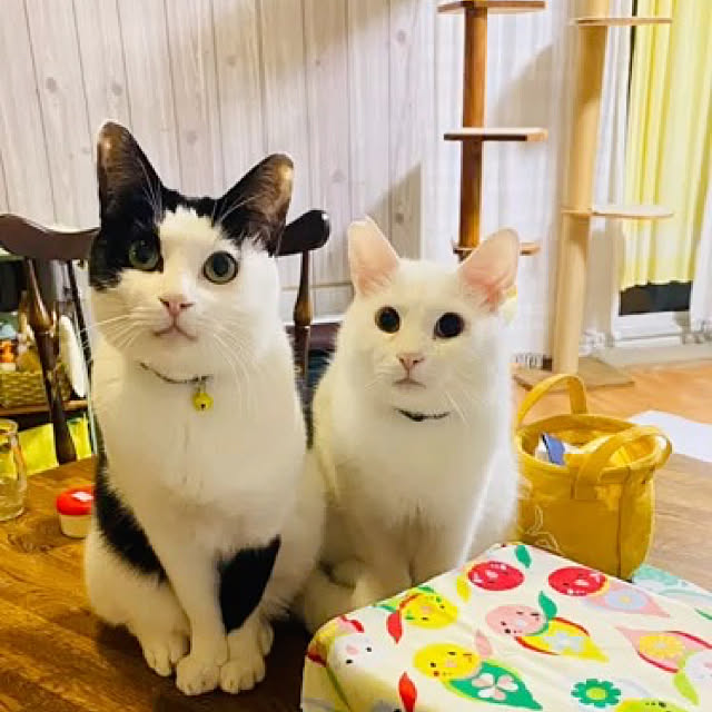 SHIHOさんの実例写真