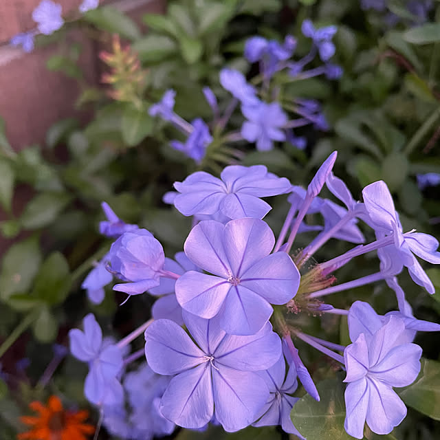 ronronさんの実例写真