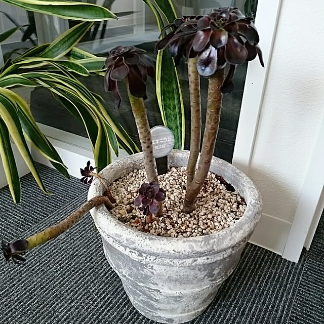 Rieさんの実例写真