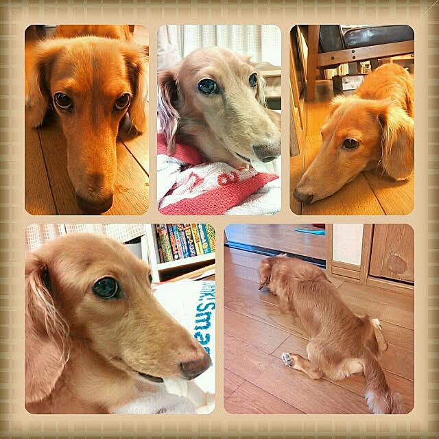 ベッド周り/愛犬レッドのインテリア実例 - 2014-02-10 20:33:29