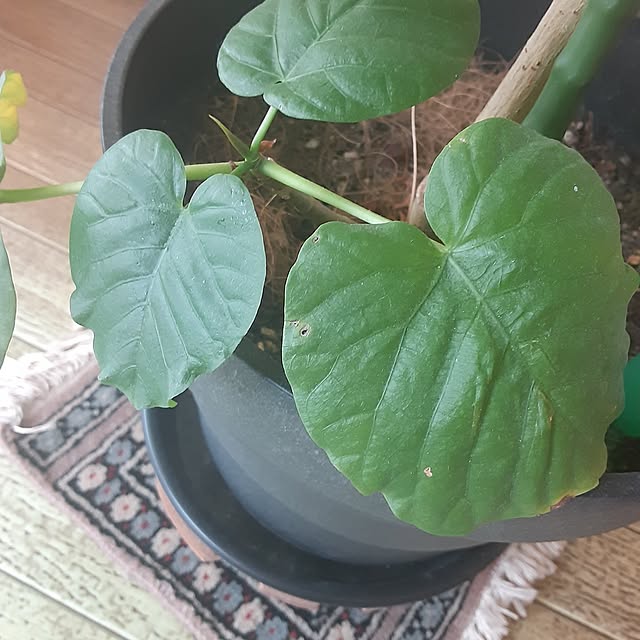 ririeeさんの部屋